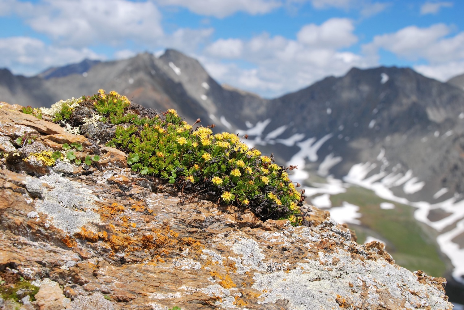 Bien dans sa tête - Bien dans son corps, tous les bienfaits des plantes alpines !