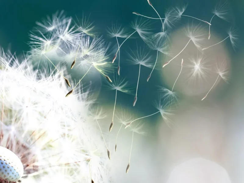 Rhume des foins, pollens, graminées. Et si la solution était dans le microbiote ?