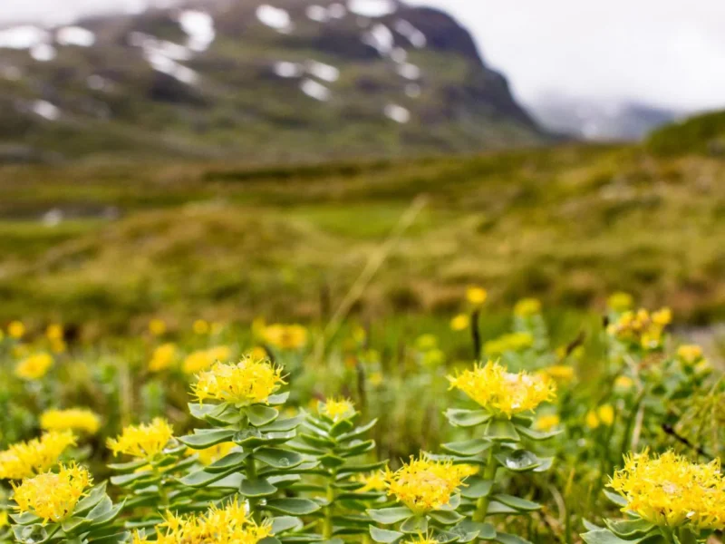 Rhodiola Rosea, la plante idéale pour faire face au stress et booster l&rsquo;organisme et le moral !